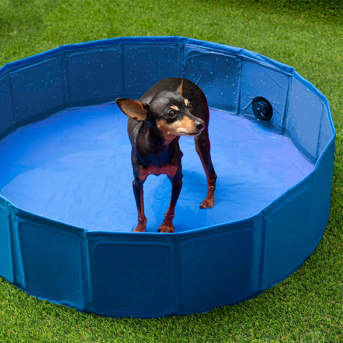 Piscina desmontable para mascotas Ø120x30cm azul antideslizante (6)