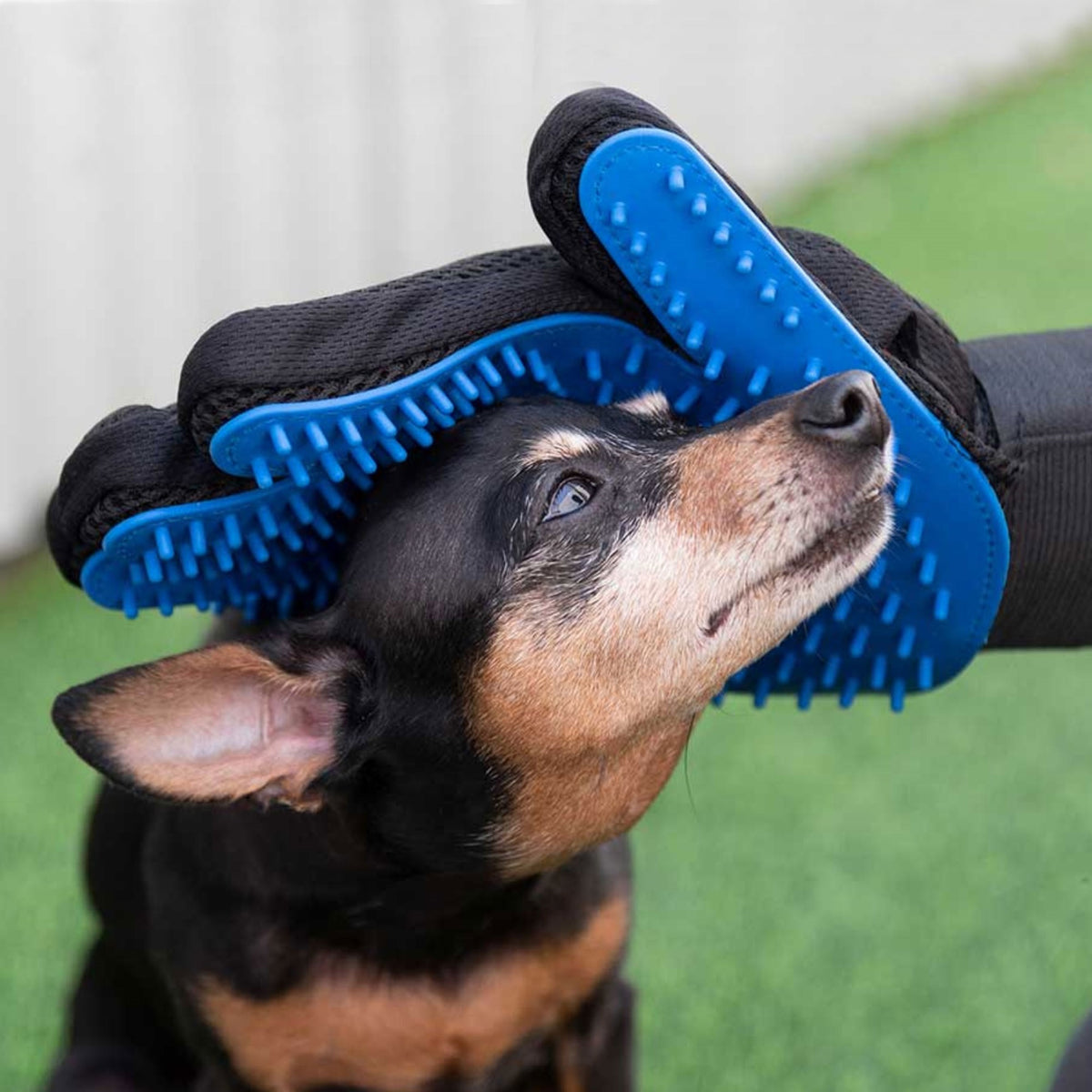 Set de cuidado para mascotas cepillo peine y accesorios (5)
